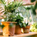 Tips for Creating a Sustainable and Enjoyable Home Garden