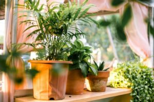Tips for Creating a Sustainable and Enjoyable Home Garden